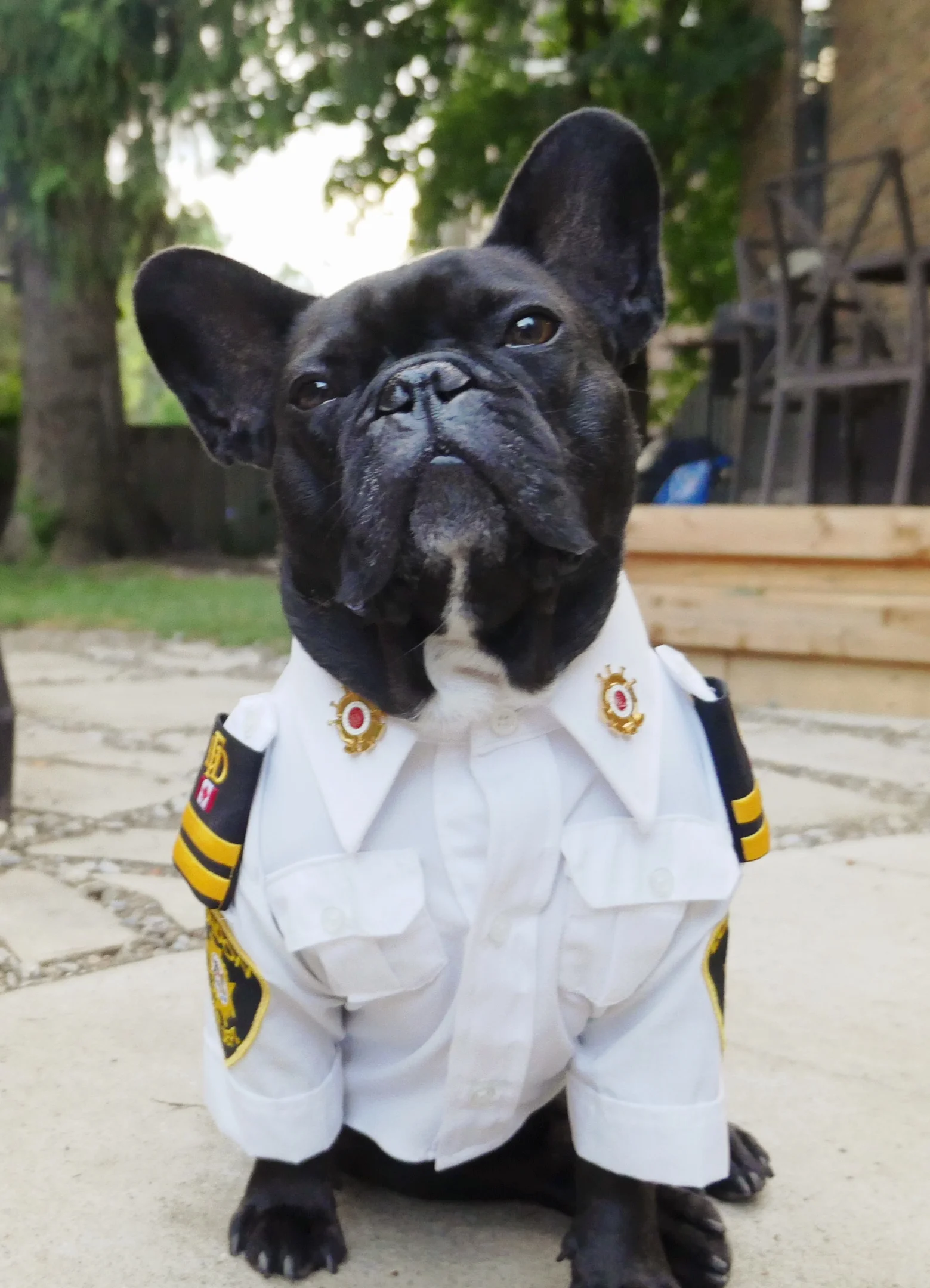 Assistant Fire Chief and Fire Safety Dog, Archie Brindleton