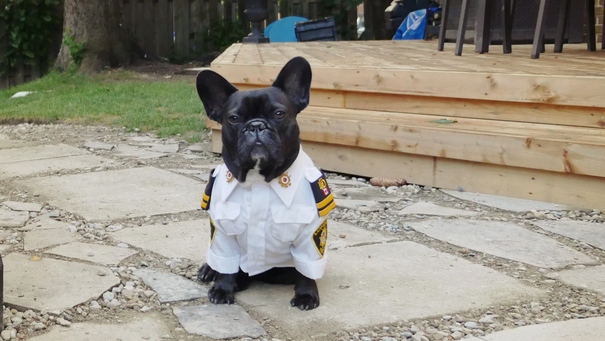 Make sure you have a FIRE SAFETY PLAN that includes your pets, guys!! Yes!! 