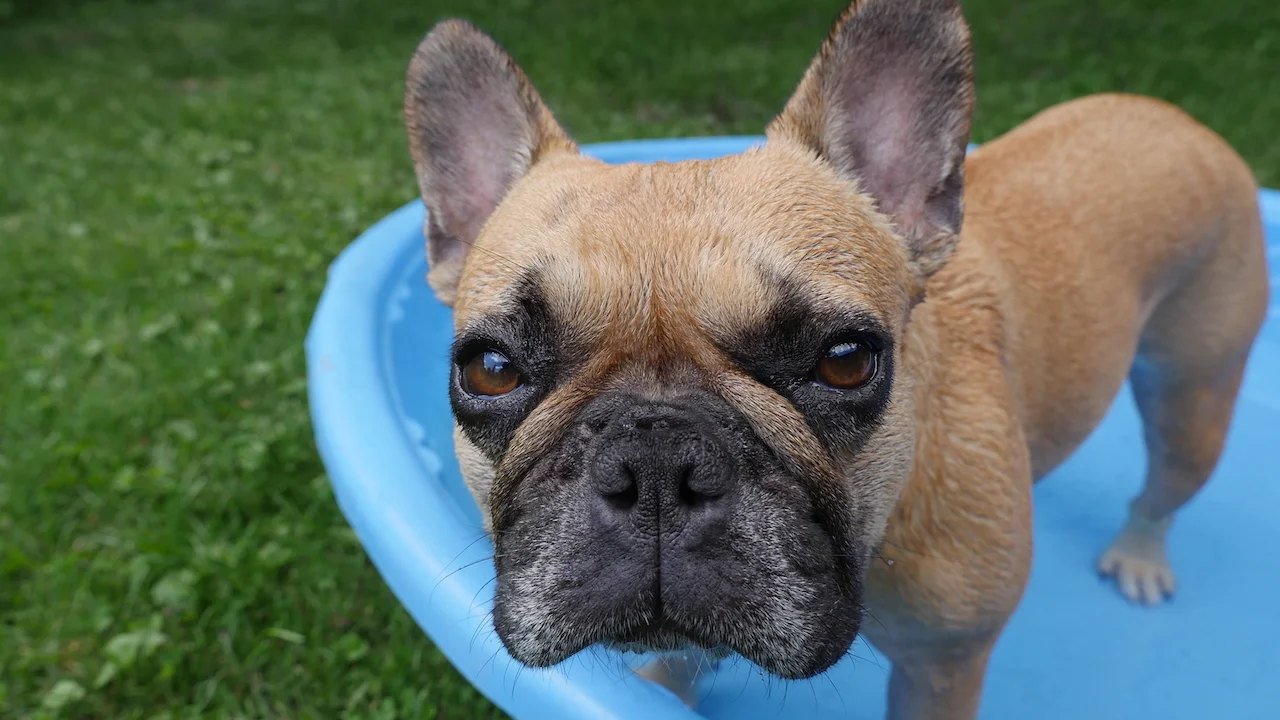 MORNINGTIMES WITH MIRABELLE ... PLUS PUDDLEPOND, PLUS FLIPPYFLYER!! (17 photos+ gallery) 