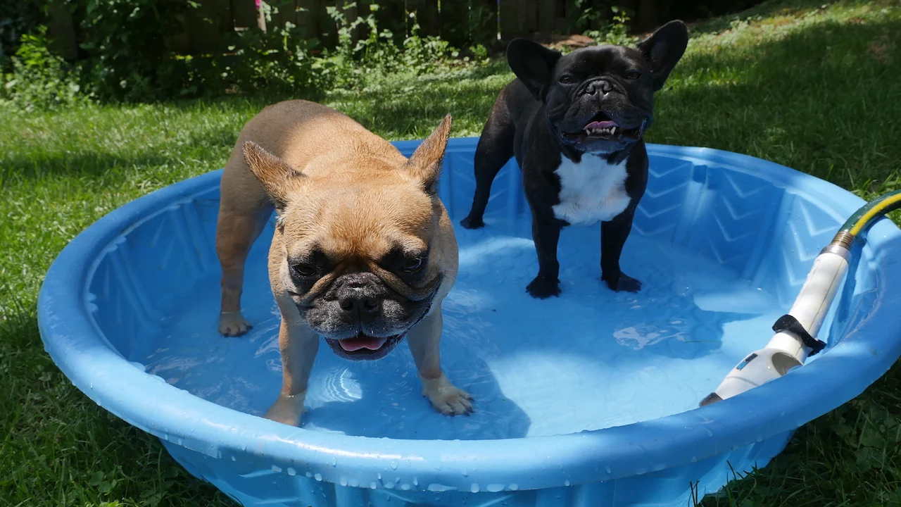 WEDNESDAY MORNINGTIMES... IN THE BLOO PUDDLEPOND!! (11 photos + 2 galleries) 