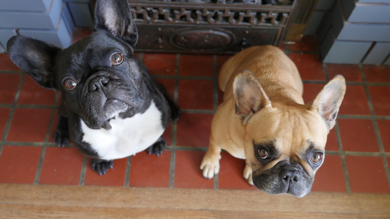 THURSDAY MORNINGTIMES.... PLUS A PICTUREPAINTING OF ME PLUS MIRABELLE!! (7 photos + video)
