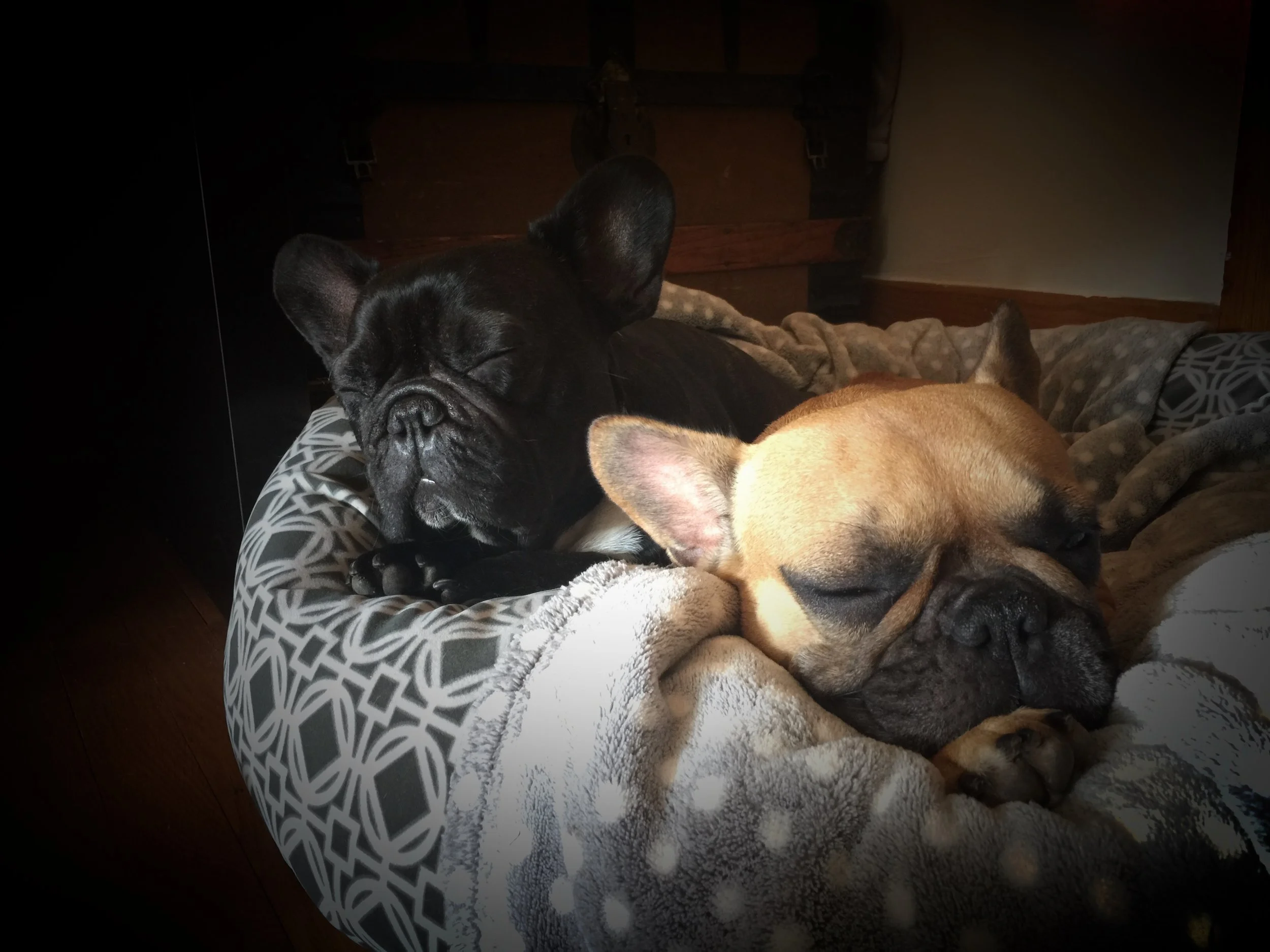 TUESDAY NIGHTYNIGHTIMES.... PLUS PLANNERY FOR ARCHIEPAWLOOZA!! (4 photos) 