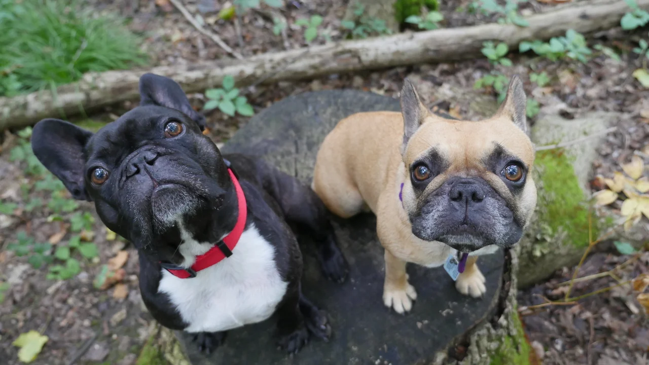 FRIDAY MORNINGTIMES... DOOP DEE DOOPING IN THE WILDERWILD!! (22 photos) 