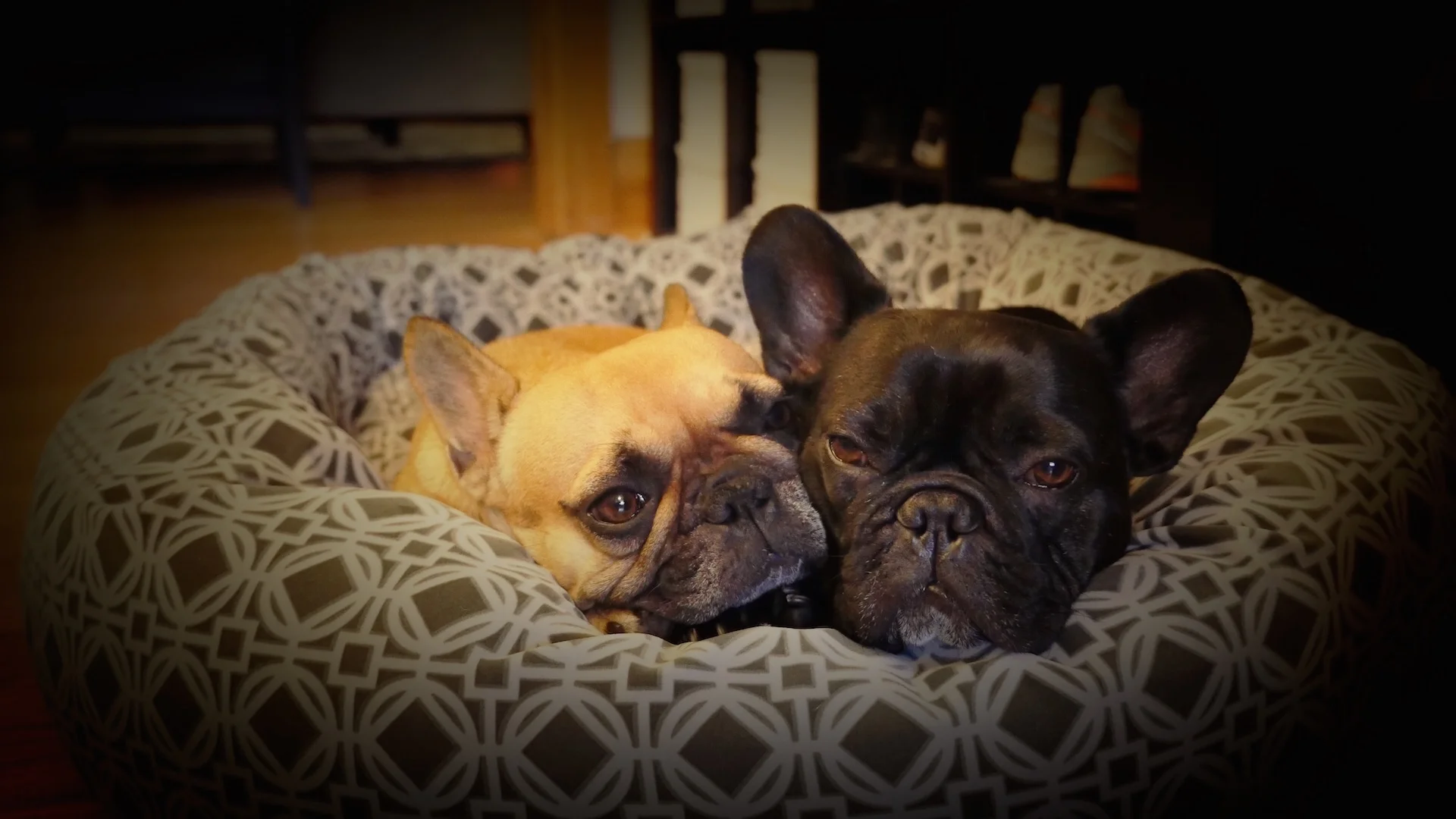 WEDNESDAY NIGHTYNIGHTIMES... PLUS A SNEAKYPEEK AT ARCHIEPAWLOOZA!! (5 photos) 