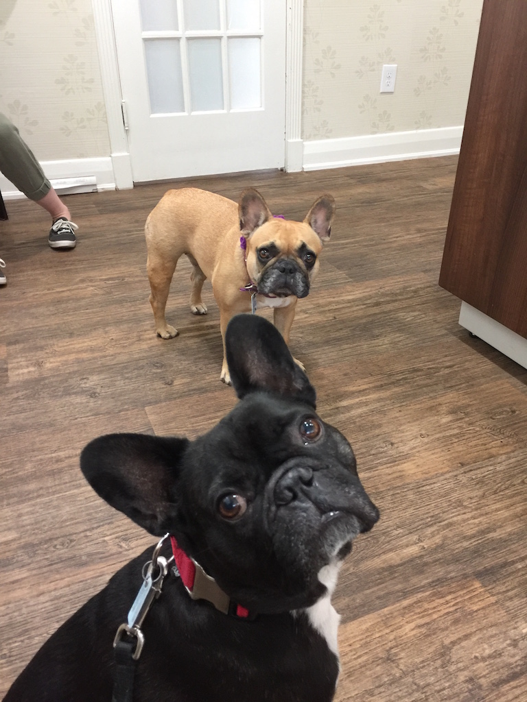 WEDNESDAY MORNINGTIMES... PLUS MIRABELLE'S TRIP TO THE DOCTORANARIAN!! (28 photos) 