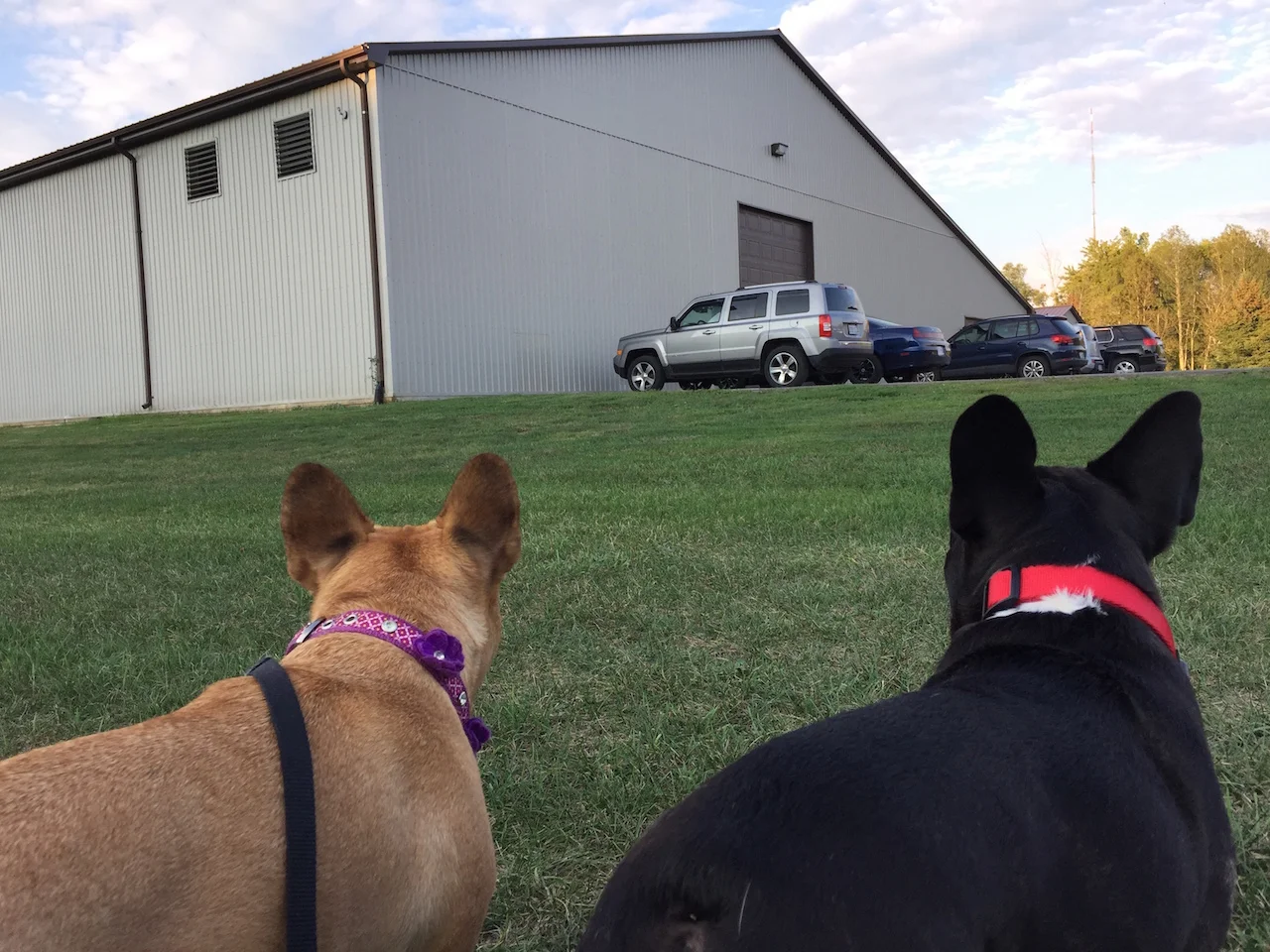 THURSDAY MORNINGTIMES... PLUS MIRABELLE DOING AGILITY GAMES!! (10 photos + galleries)