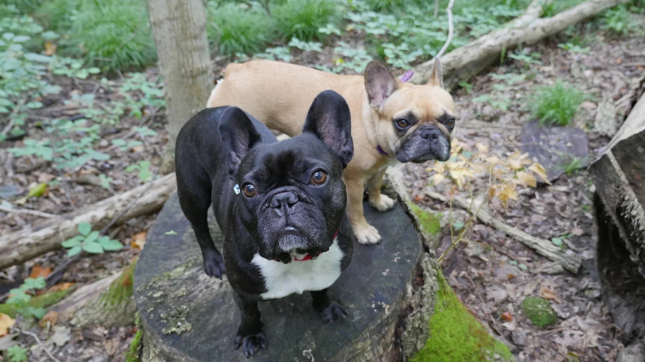 FRIDAY MORNINGTIMES... IN THE WILDERWILD!! (9 photos)