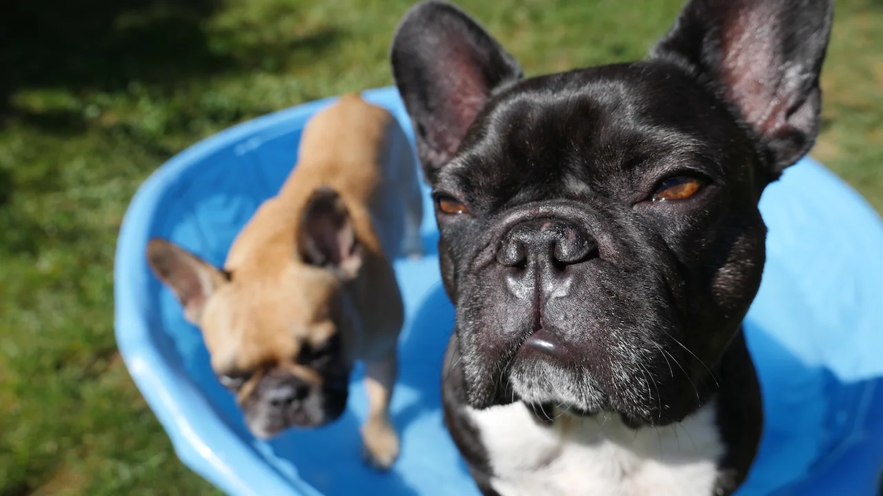 MONDAY MORNINGTIMES... PLUS TOO MANY STINKYWARM DEGREES!! (7 photos) 