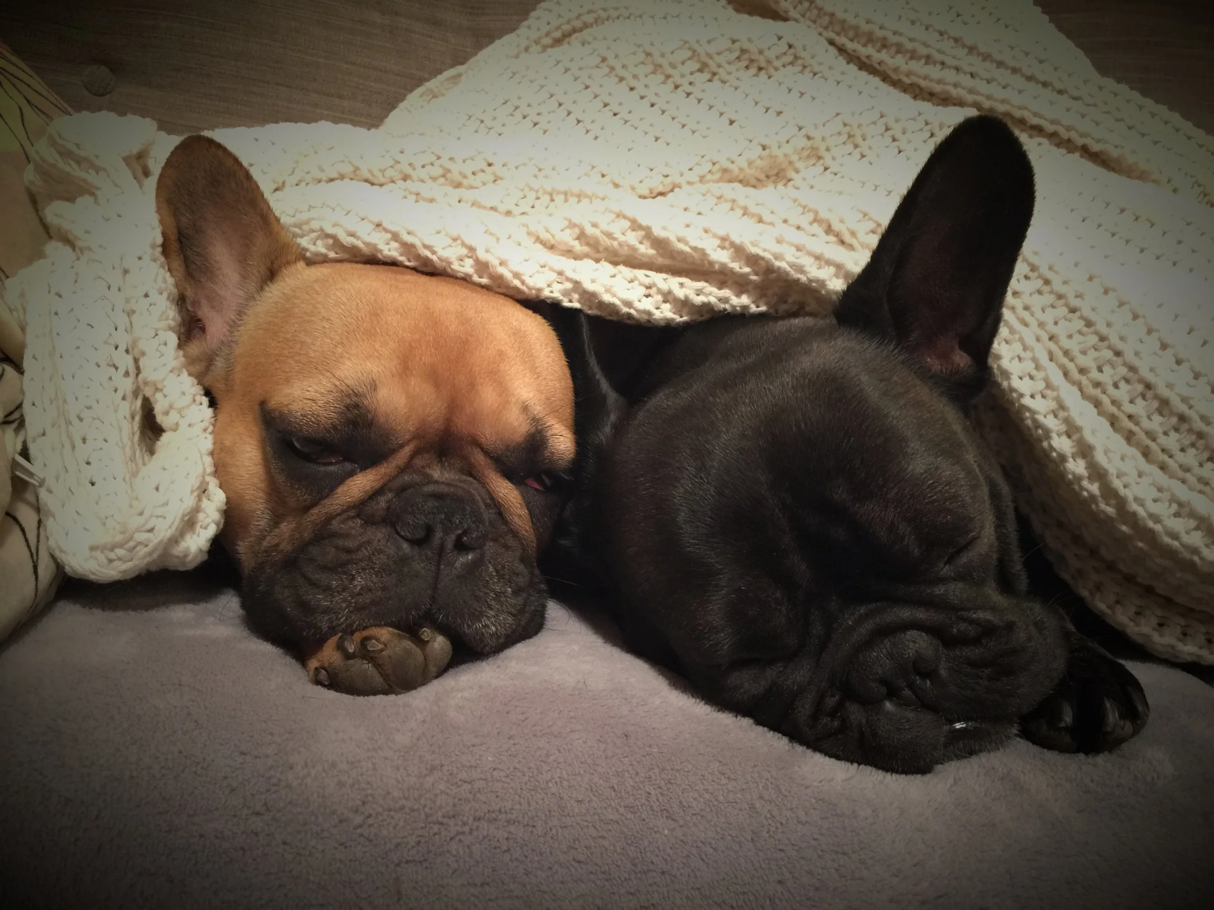 TUESDAY NIGHTYNIGHTIMES... zzzzZzZZzzzZZZZZZZZZ!! (4 photos) 