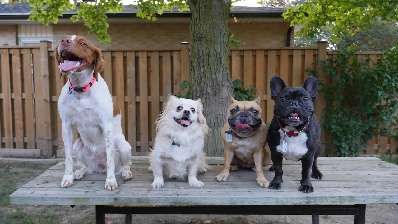 WEDNESDAY MORNINGTIMES... IN COUSIN LILY'S 'ROUNDTHEBACKYARD!! (13 photos + gallery)