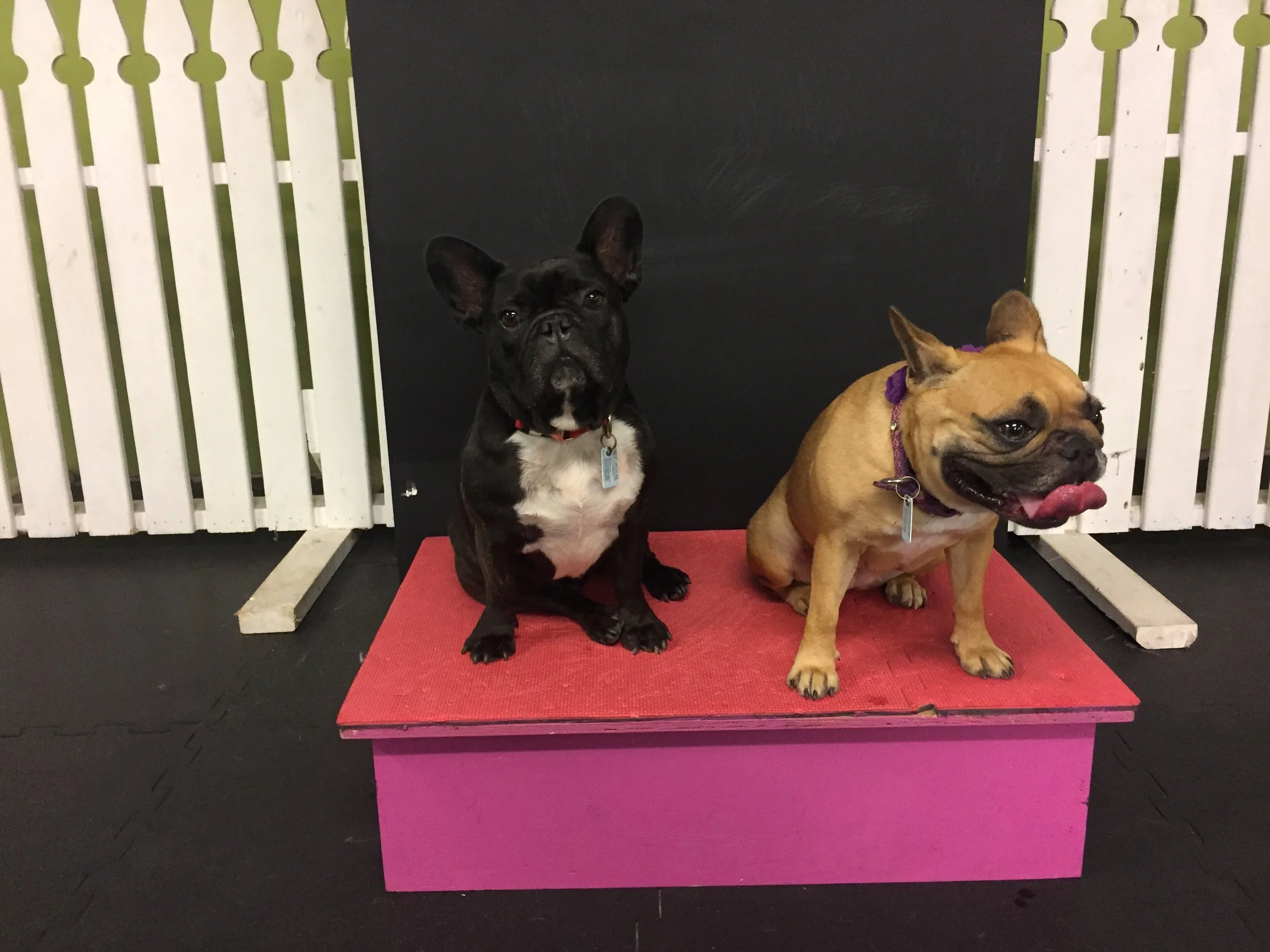 MONDAY MORNINGTIMES... PLUS A VISIT TO IN DOGS WE TRUST!! (12 photos + video + gallery)