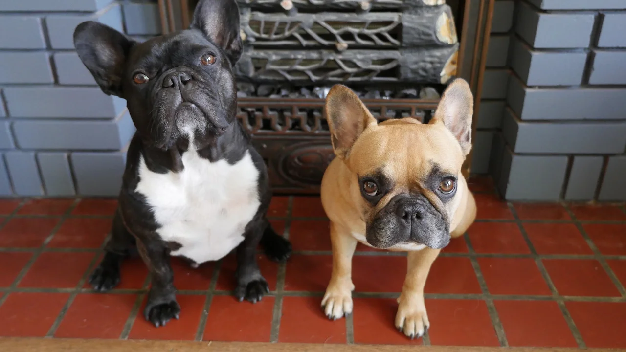 MONDAY MORNINGTIMES... PLUS HAPPYMERRY (CANADIAN) SHANKSHGIVING, GUYS!! 