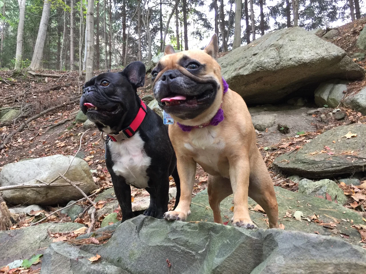 THURSDAY MORNINGTIMES... EXPLORADVENTURING ON SOME BOULDEROCKS!! (10 photos) 