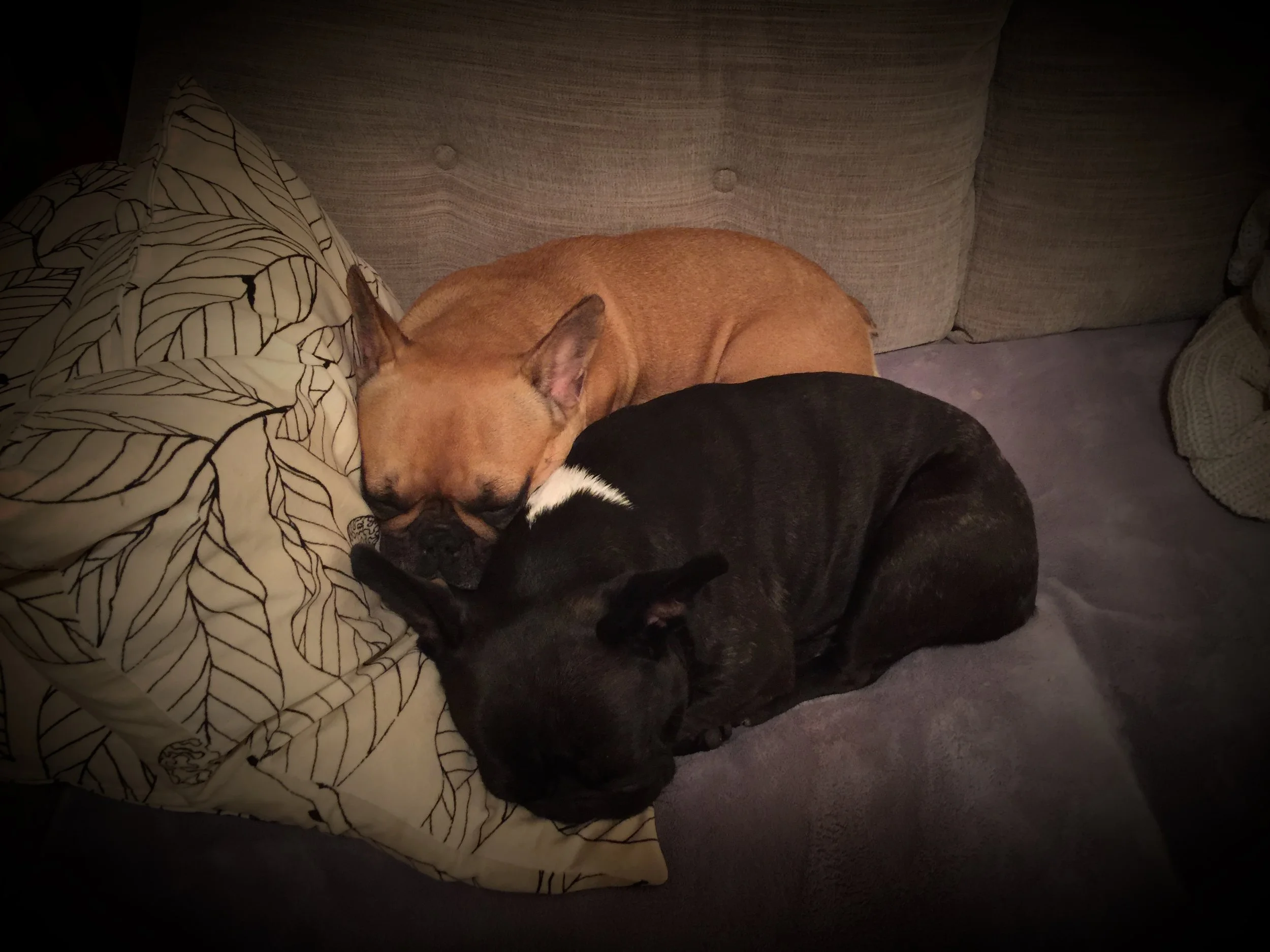 THURSDAY NIGHTYNIGHTIMES... ALL POOPERED OUT!! (4 photos) 