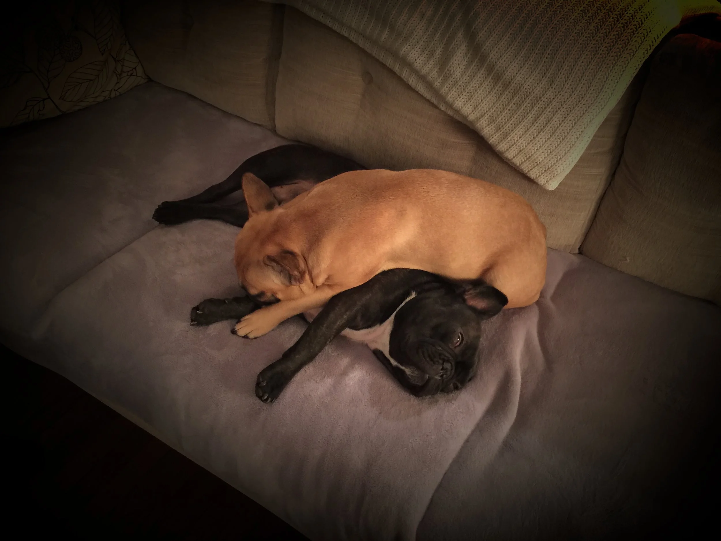 TUESDAY NIGHTYNIGHTIMES... PLUS MIRABELLE HAS ME SQUISHELLED, GUYS!! (3 photos) 