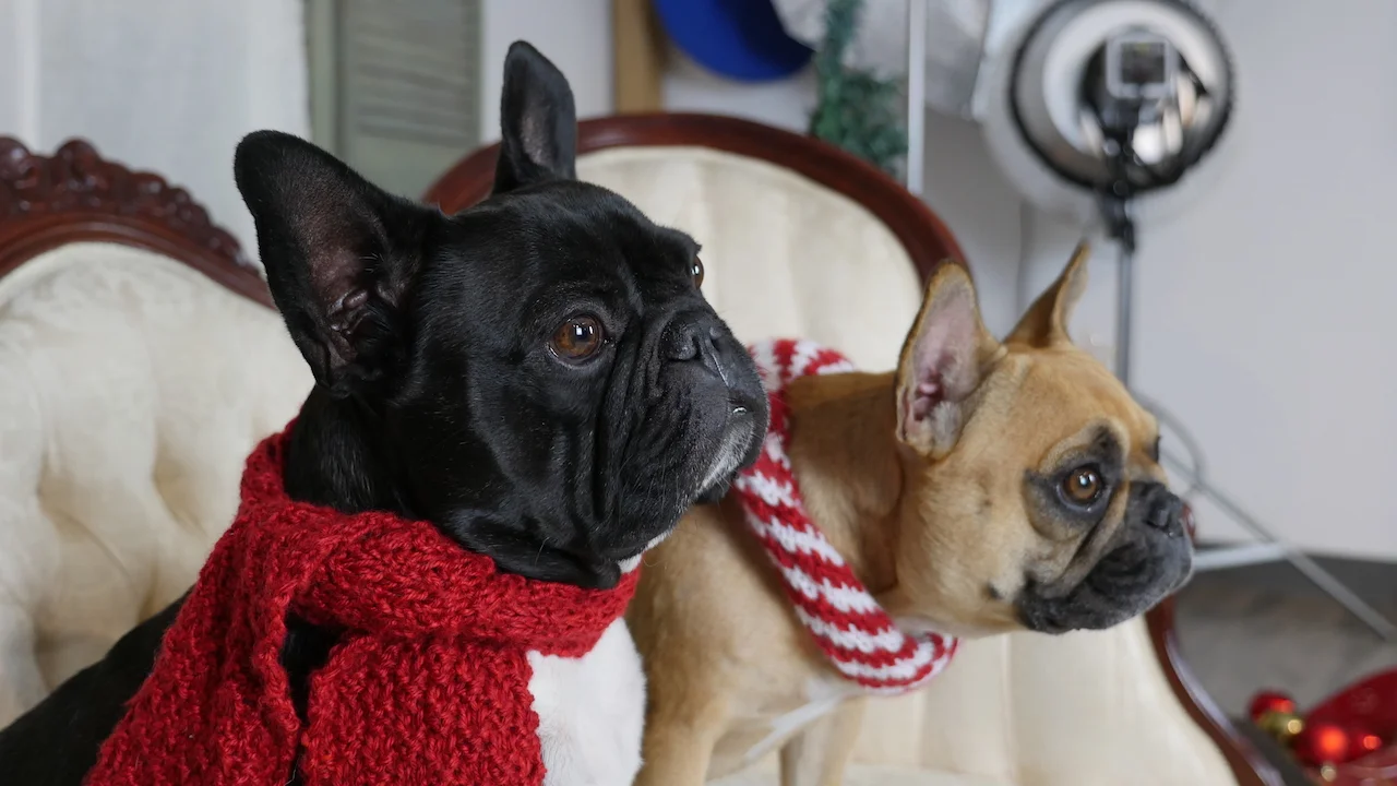 MONDAY MORNINGTIMES... PLUS A SNEAKYPEEK AT OUR SHINYNEW HOLIDAYTIMES HOWDYCARD!! (11 photos + gallery)