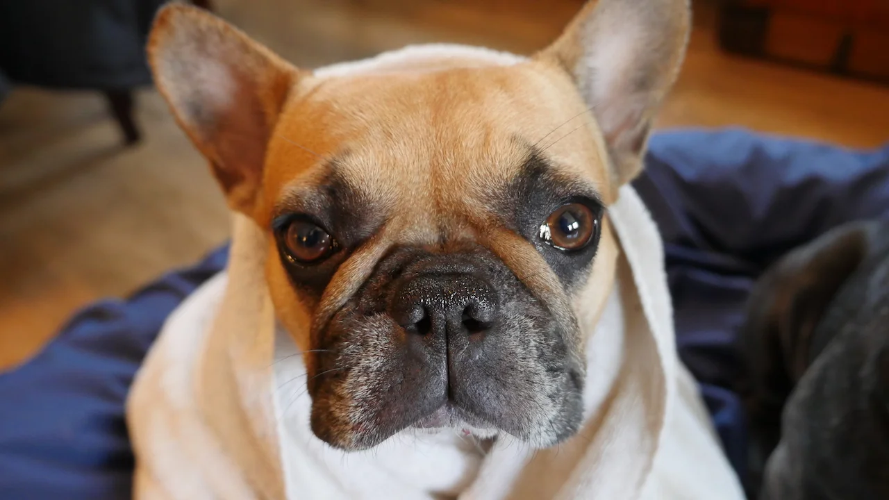 MONDAY MORNINGTIMES... PLUS MIRABELLE AFTER GOING IN THE RAIN CLOSET!! (15 photos) 