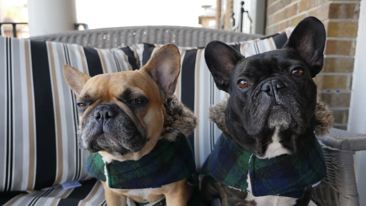 WEDNESDAY MORNINGTIMES... IN OUR SHINYNEW WINTERTIMES COZYCOATS!! (19 photos) 