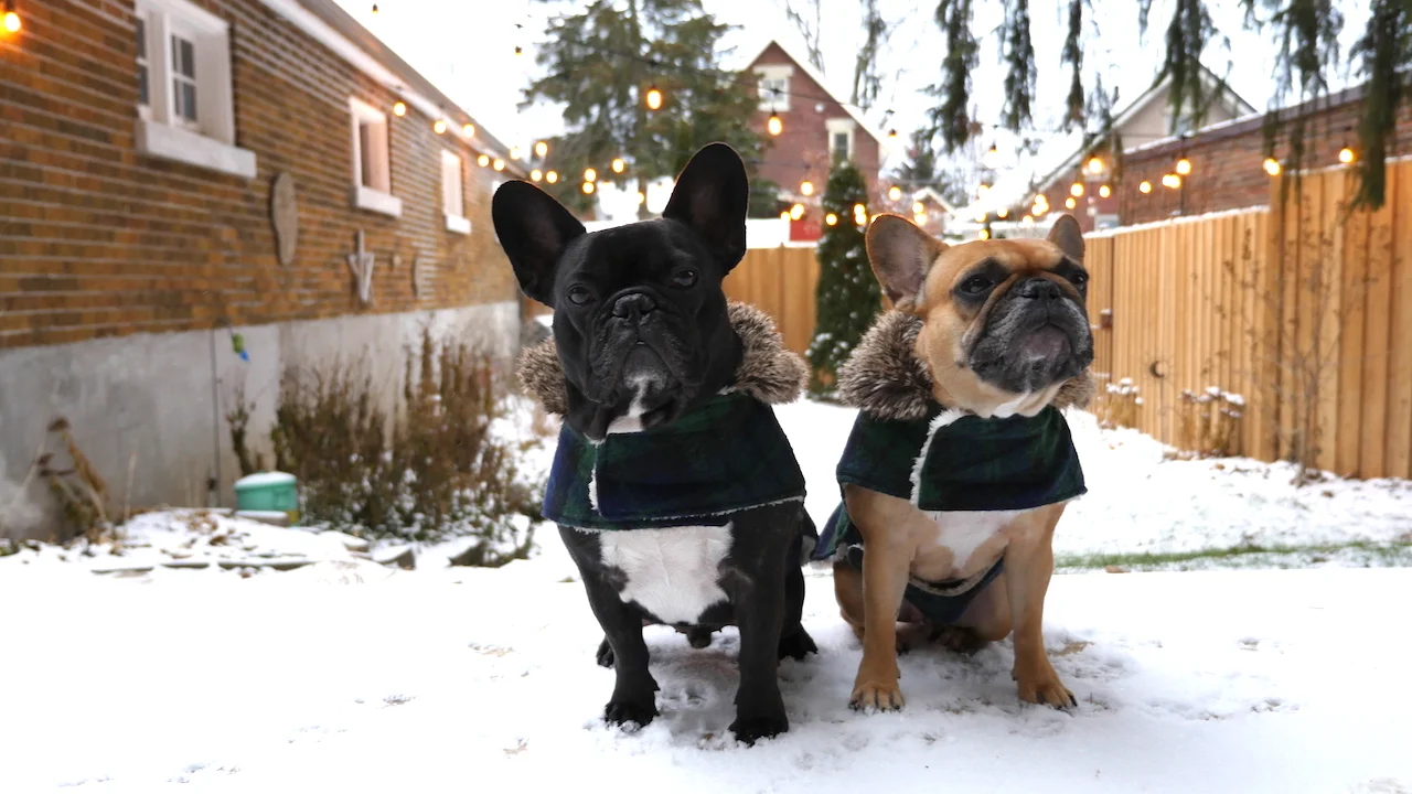 MONDAY MORNINGTIMES... ALL COVERED IN WINTERTIMES FLUFFYSTUFF!! (26 photos)