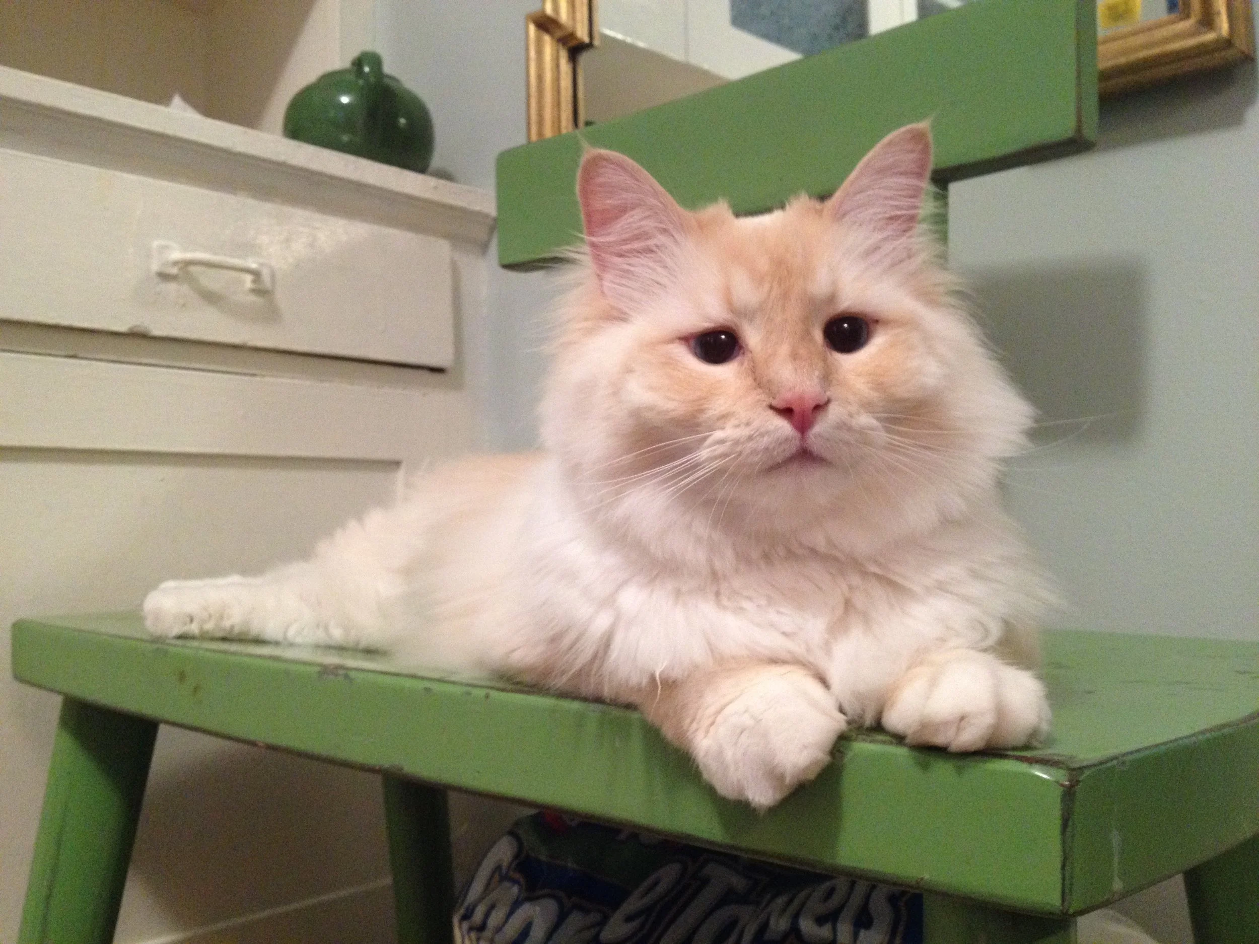 JASPER THE HANDSOME CAT (2012 - 2017) 