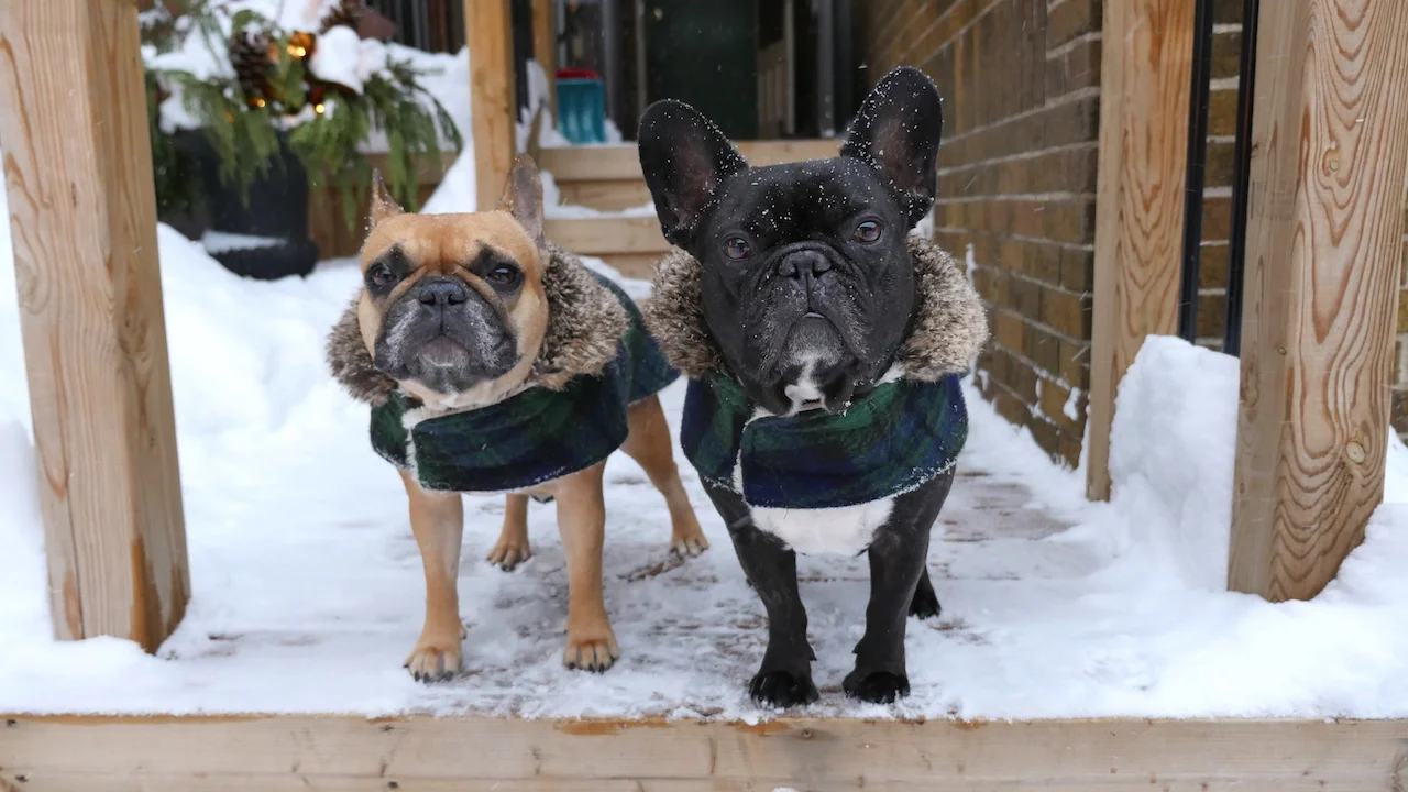 THURSDAY MORNINGTIMES... IS THE FIRSTEST DAYTIMES OF CRISPYMESS!! (19 photos + poem) 