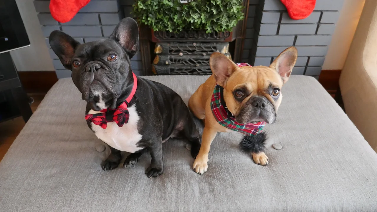 'TWAS THE NIGHTYNIGHTIMES 'FORE CRISPYMESS (9 photos + full poem) 