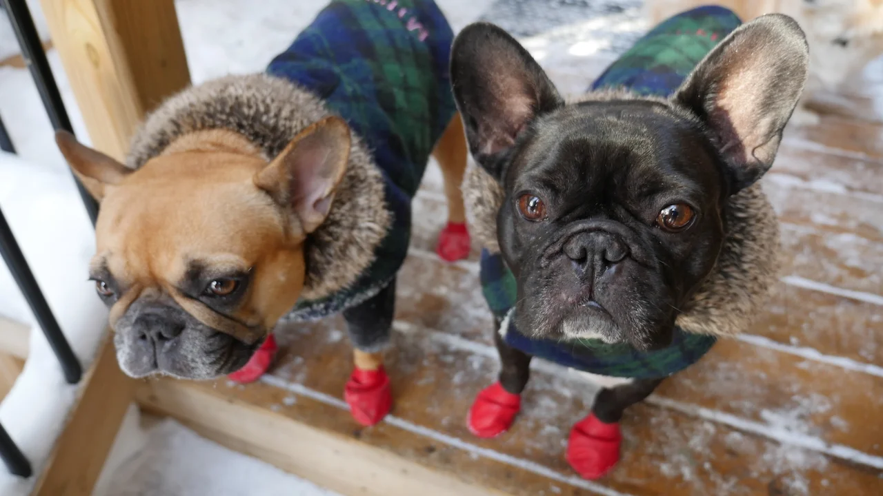 TUESDAY MORNINGTIMES...IN THE FREEZY WINTERTIMES!! (11 photos + special guest) 