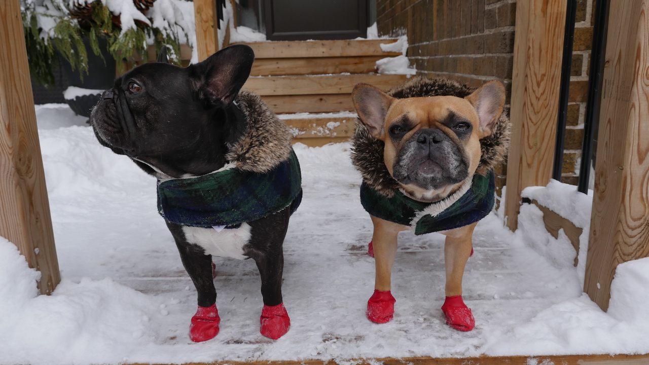 TUESDAY MORNINGTIMES... IN THE FREEZY WINTERTIMES!! (20 photos) 