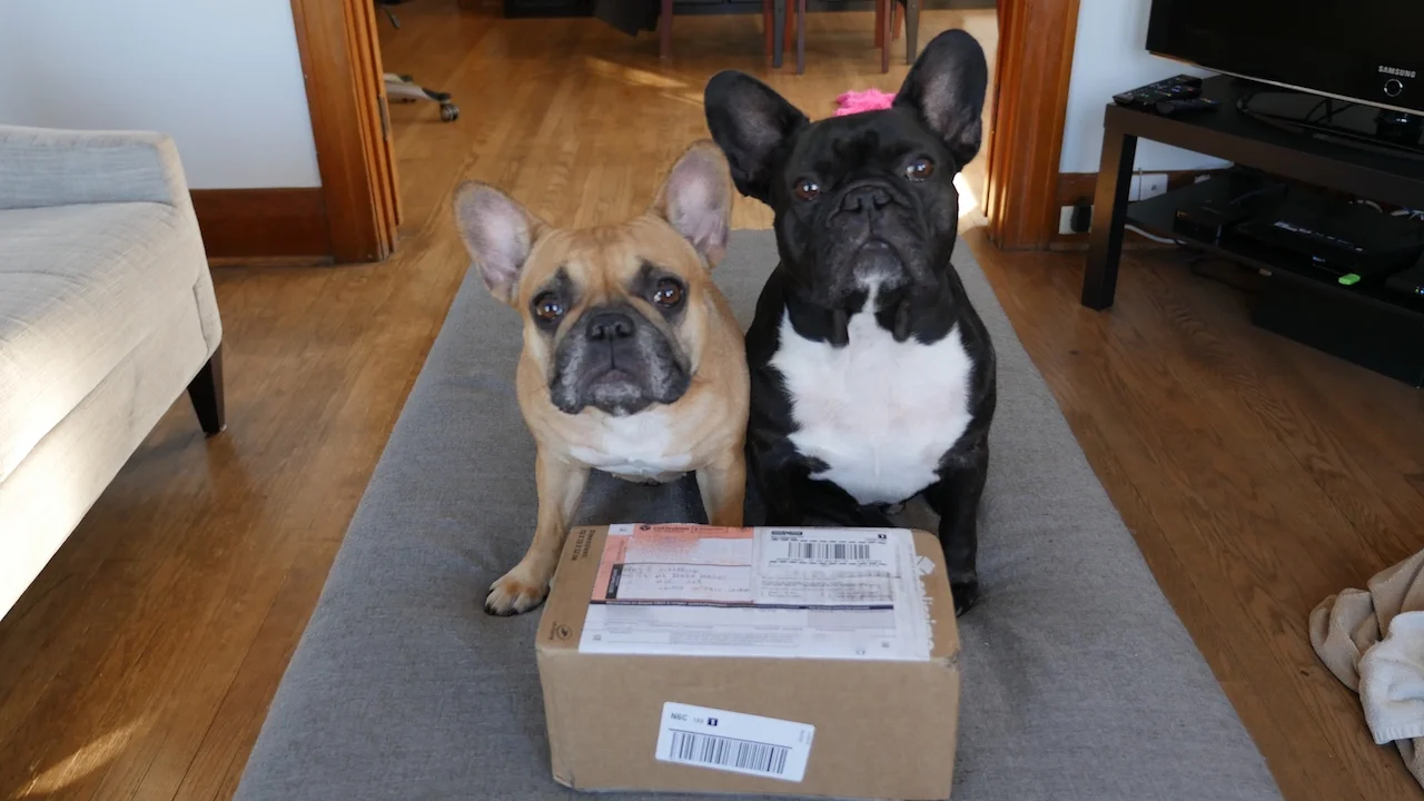 WEDNESDAY MORNINGTIMES... PLUS A BOXALOPE IN OUR MAILINGBOX FROM WAYFARAWAYS!! (21 photos) 