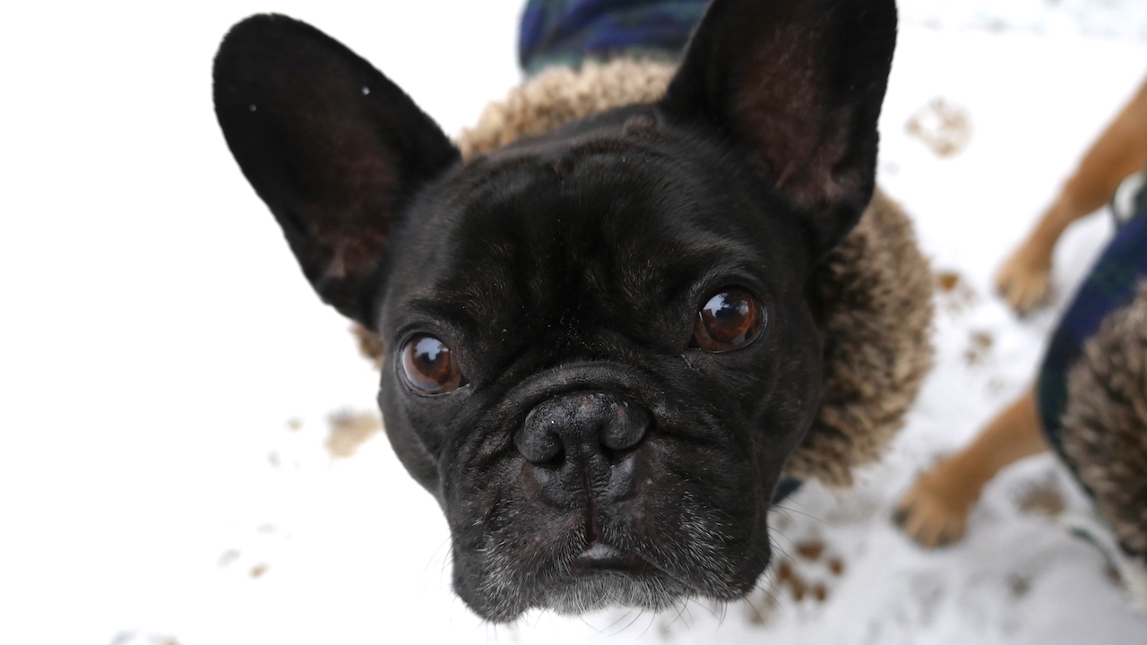 TUESDAY MORNINGTIMES... AFTER MORE FLUFFYSTUFF!! (9 photos) 