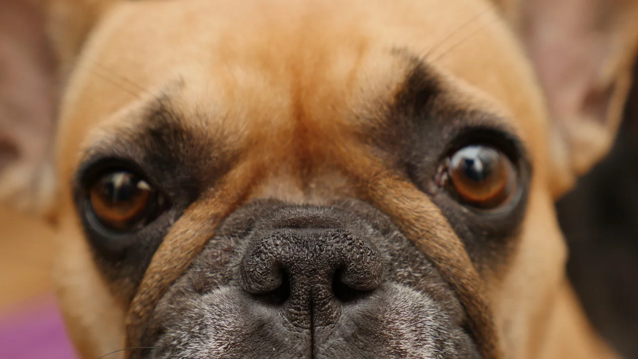 THURSDAY MORNINGTIMES... PLUS MIRABELLE'S RULES FOR OUTSIDEPLACE!! (9 photos) 