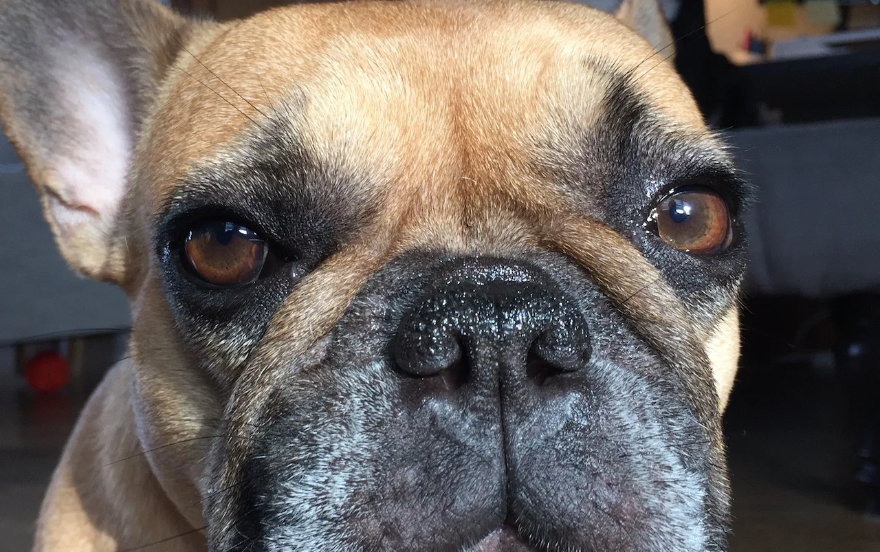 THURSDAY MORNINGTIMES... WITH MIRABELLE WHO IS BORED!! (24 photos) 