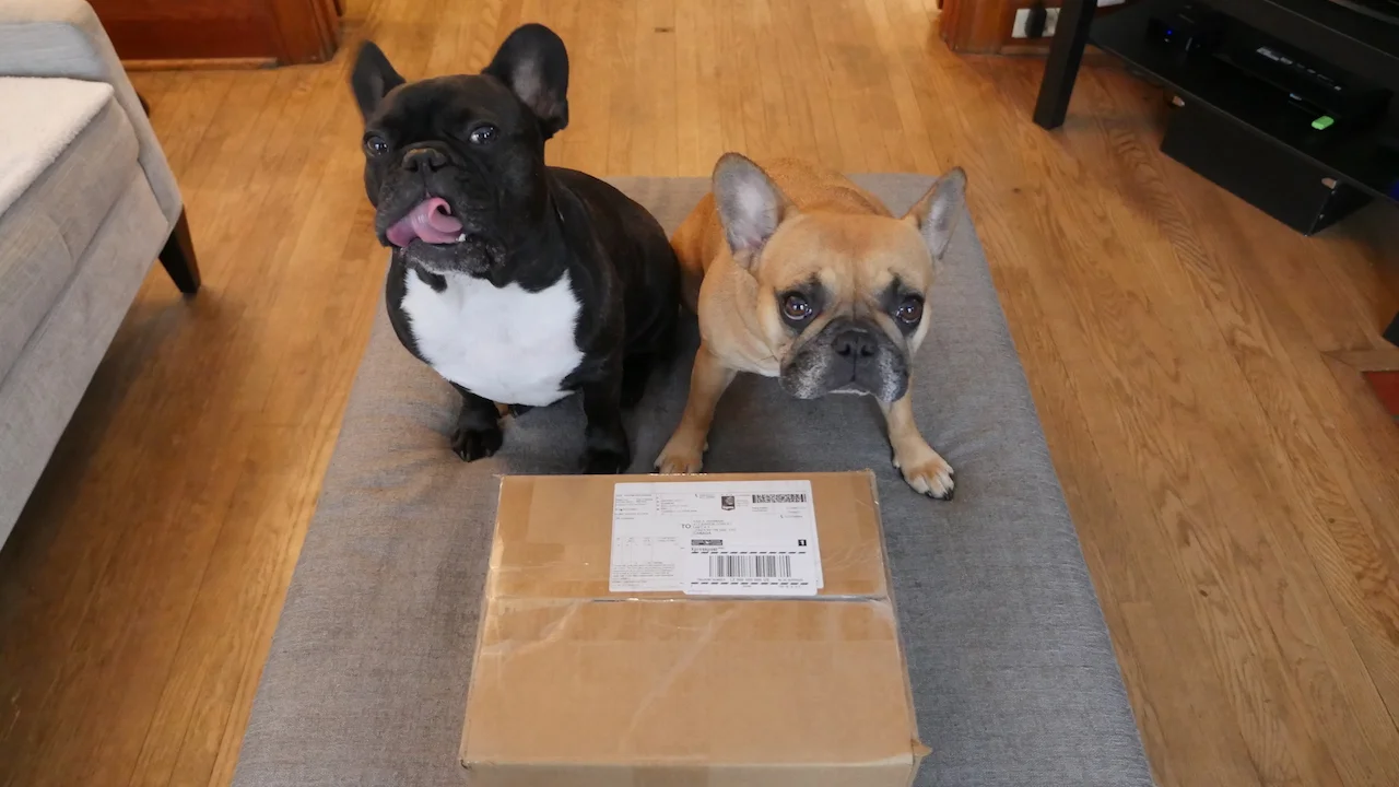 MONDAY MORNINGTIMES... PLUS A MYSTERIOUS-ISH BOXALOPE!! (17 photos)