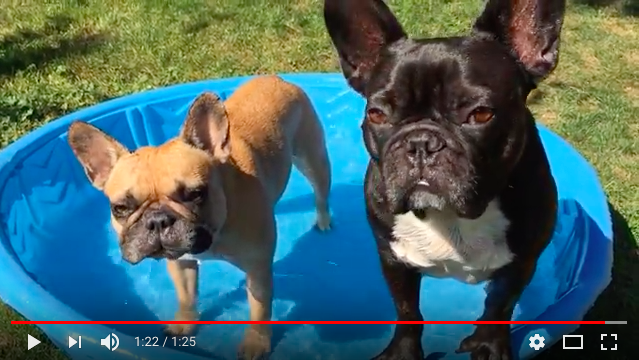 HAPPYMERRYWEEKENDTIMES, EVERYBUDDY!! (video) 