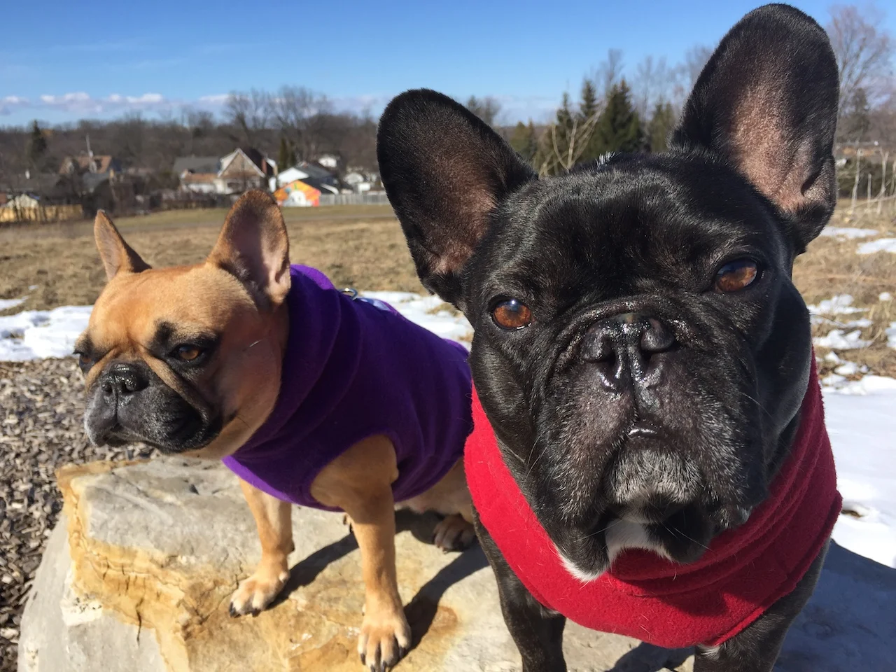 TUESDAY MORNINGTIMES... PLUS "UNIQUE NAMES DAY" ON EUSTON HILL!! (11 photos)