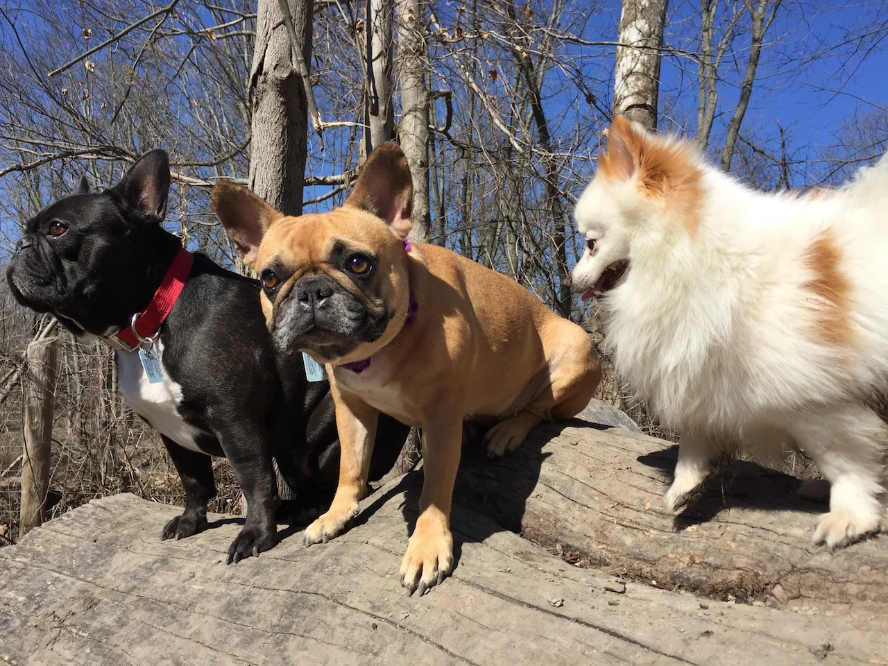 THURSDAY MORNINGTIMES... PLUS MIRABELLY'S NOT-SO-SECRET ADMIRER!! (12 photos) 