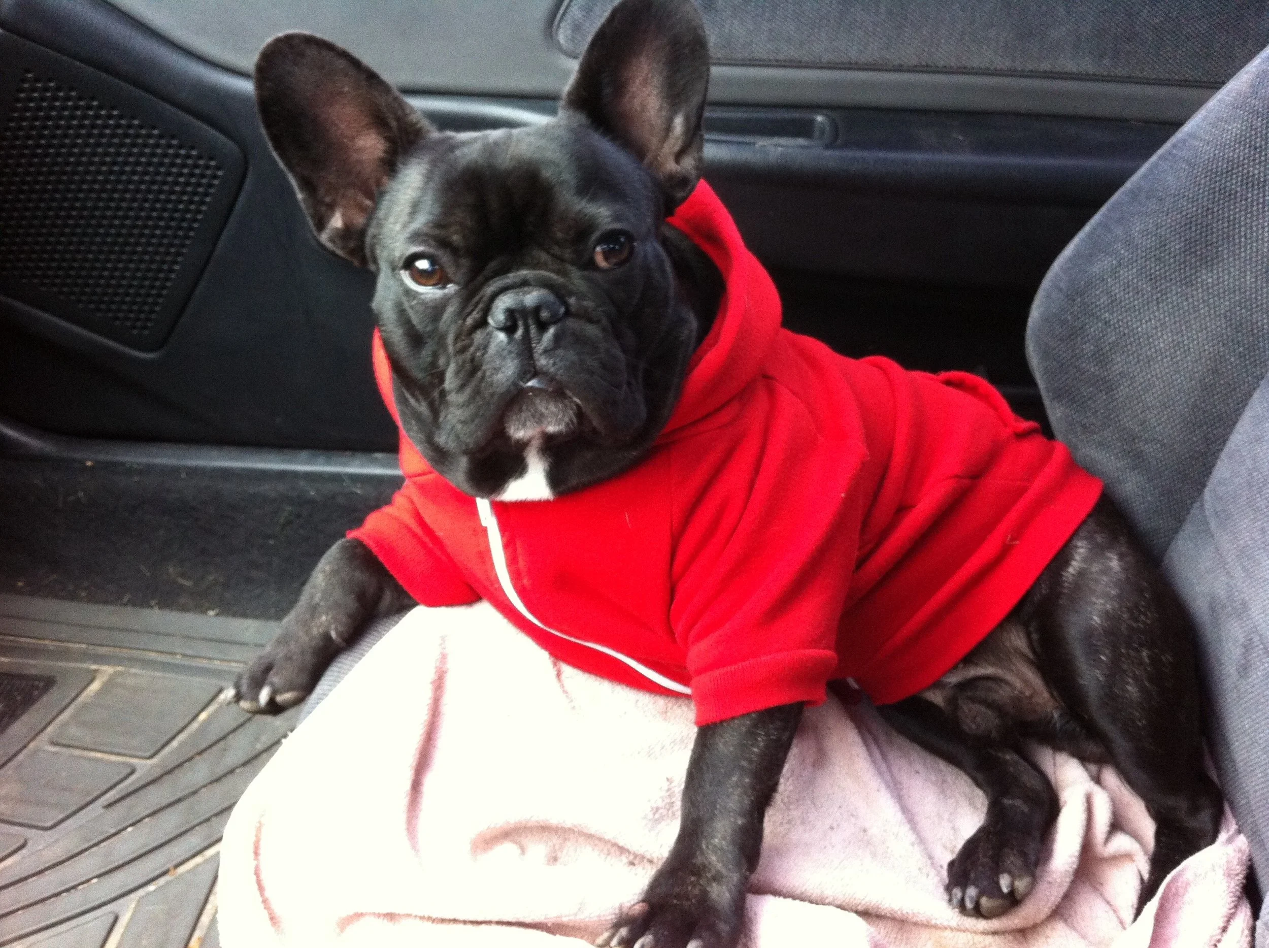 FRIDAY MORNINGTIMES...PLUS NATIONAL PUPPY DAY... PLUS MOVERATING DAY!! (3 photos + video)