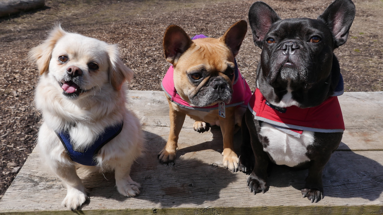 TUESDAY MORNINGTIMES... AT THE PUPPY PLAYGROUND!! (25 photos) 