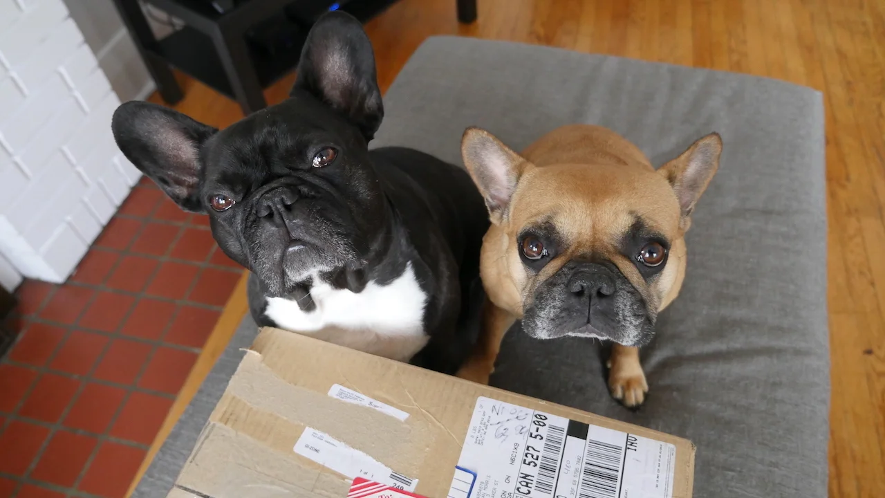 TUESDAY MORNINGTIMES... PLUS A GIGANTICAL BOXALOPE!! (22 photos + gallery) 