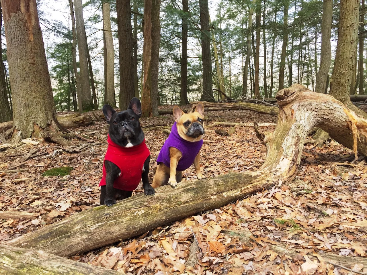 WEDNESDAY MORNINGTIMES... PLUS LOTSA HIDEY-GO-SEEK WITH STEVE THE DEER!! (22 photos + gallery)