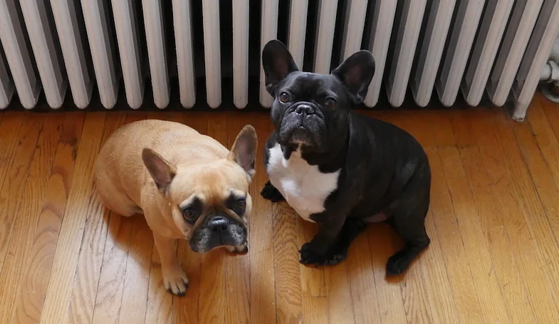 TUESDAY MORNINGTIMES... PLUS A SHINYNEW WOODEN HILL!! (14 photos)