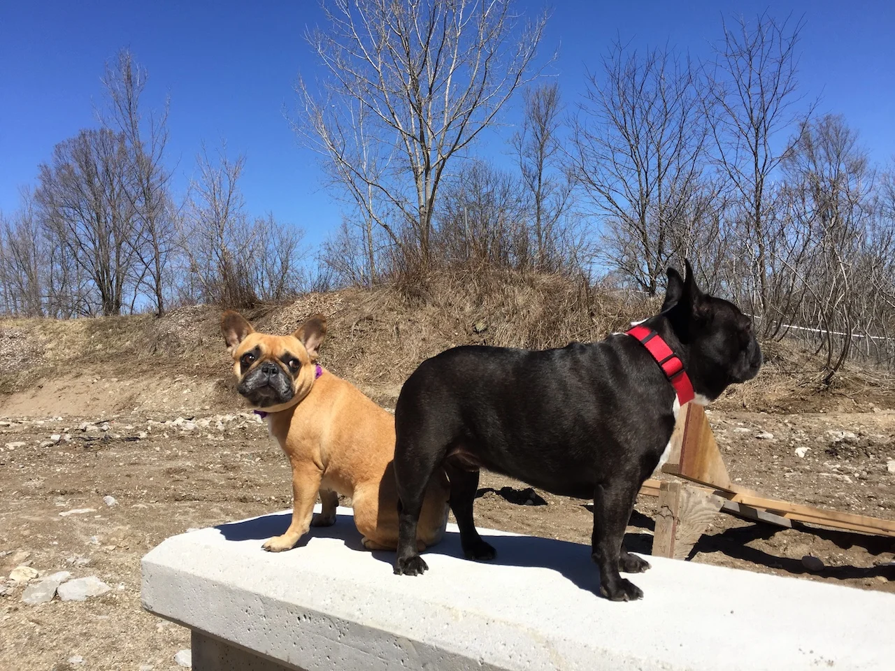 FRIDAY MORNINGTIMES... PLUS A WHOLE BUNCHA BUILDERATING AT A PARK!! (9 photos + gallery) 