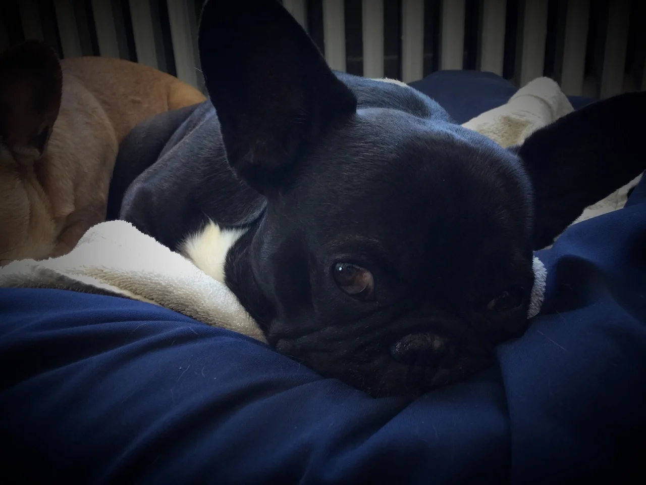 MONDAY NIGHTYNIGHTIMES... PLUS GIVING MIRABELLY LOTSA LOVINGS!! (11 photos)