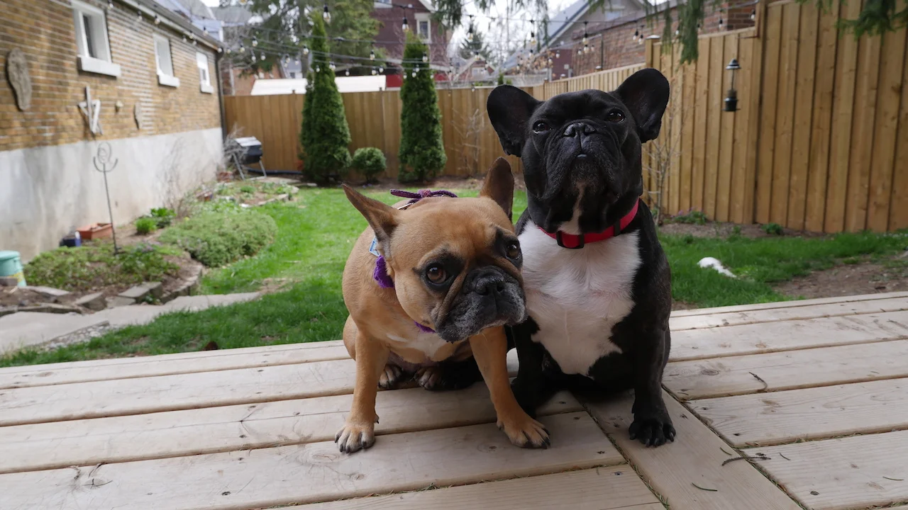 THURSDAY MORNINGTIMES... IN OUR 'ROUNDTHEBACKYARD!! (13 photos + gallery)