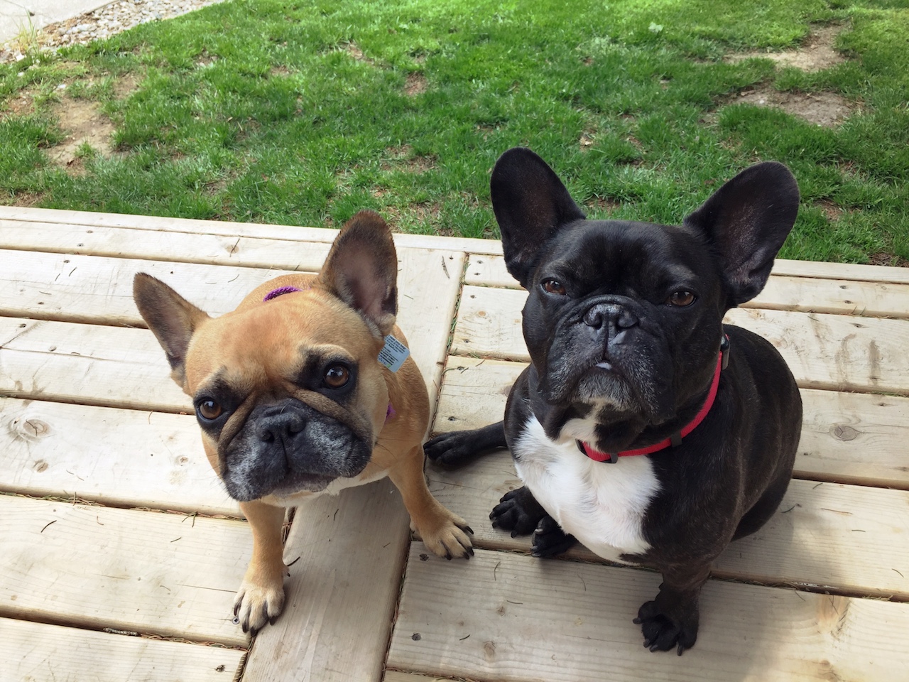 TUESDAY MORNINGTIMES... PLUS MIRABELLY IS GOING TO A HOSPITALHOUSE!! (13 photos)