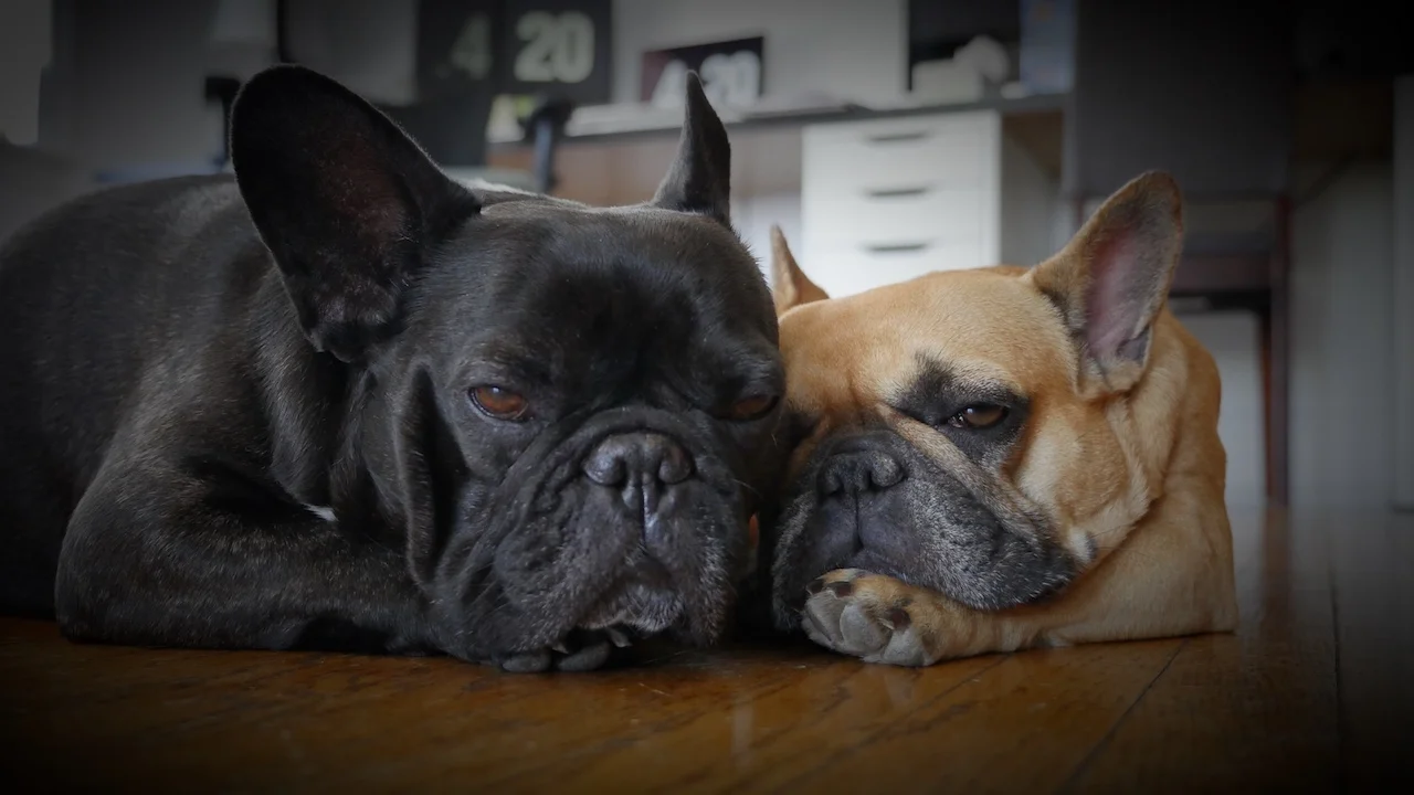 TUESDAY NIGHTYNIGHTIMES... PLUS INFORMATIONAL WORDYBITS 'BOUT MIRABELLE!! (15 photos)