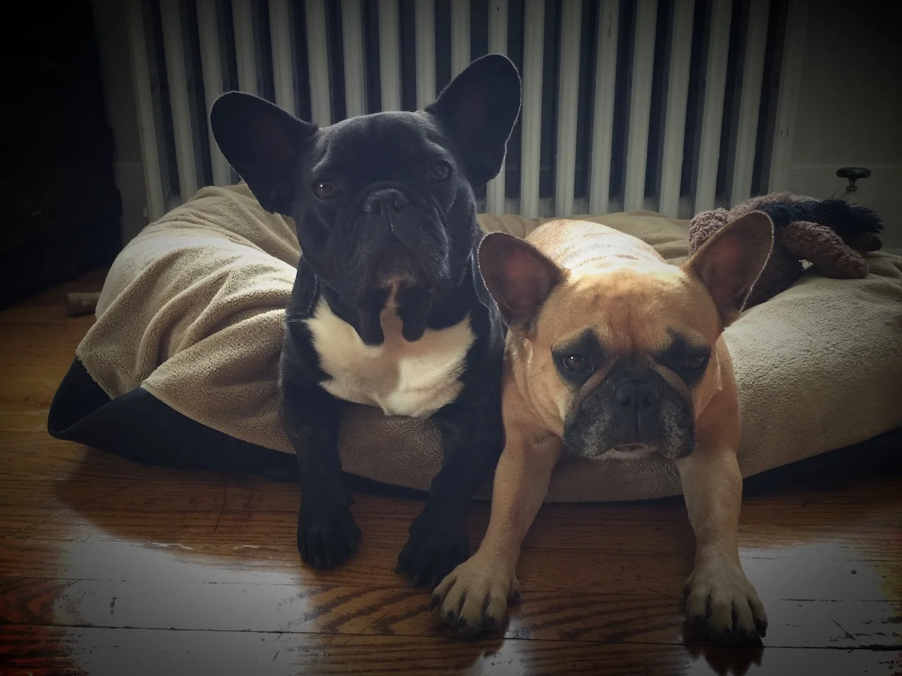 WEDNESDAY NIGHTYNIGHTIMES... PLUS BELLYCHUCKLES FOR EVERYBUDDY!! (9 photos)