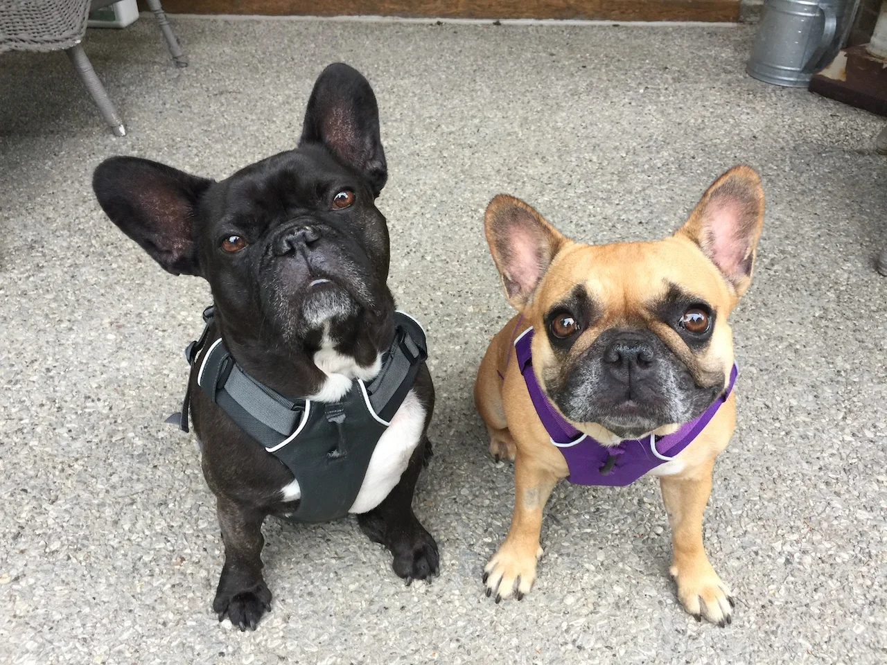 WEDNESDAY MORNINGTIMES... PLUS OUR SHINYNEW GARDENPARTS!! (15 photos + 2 galleries)