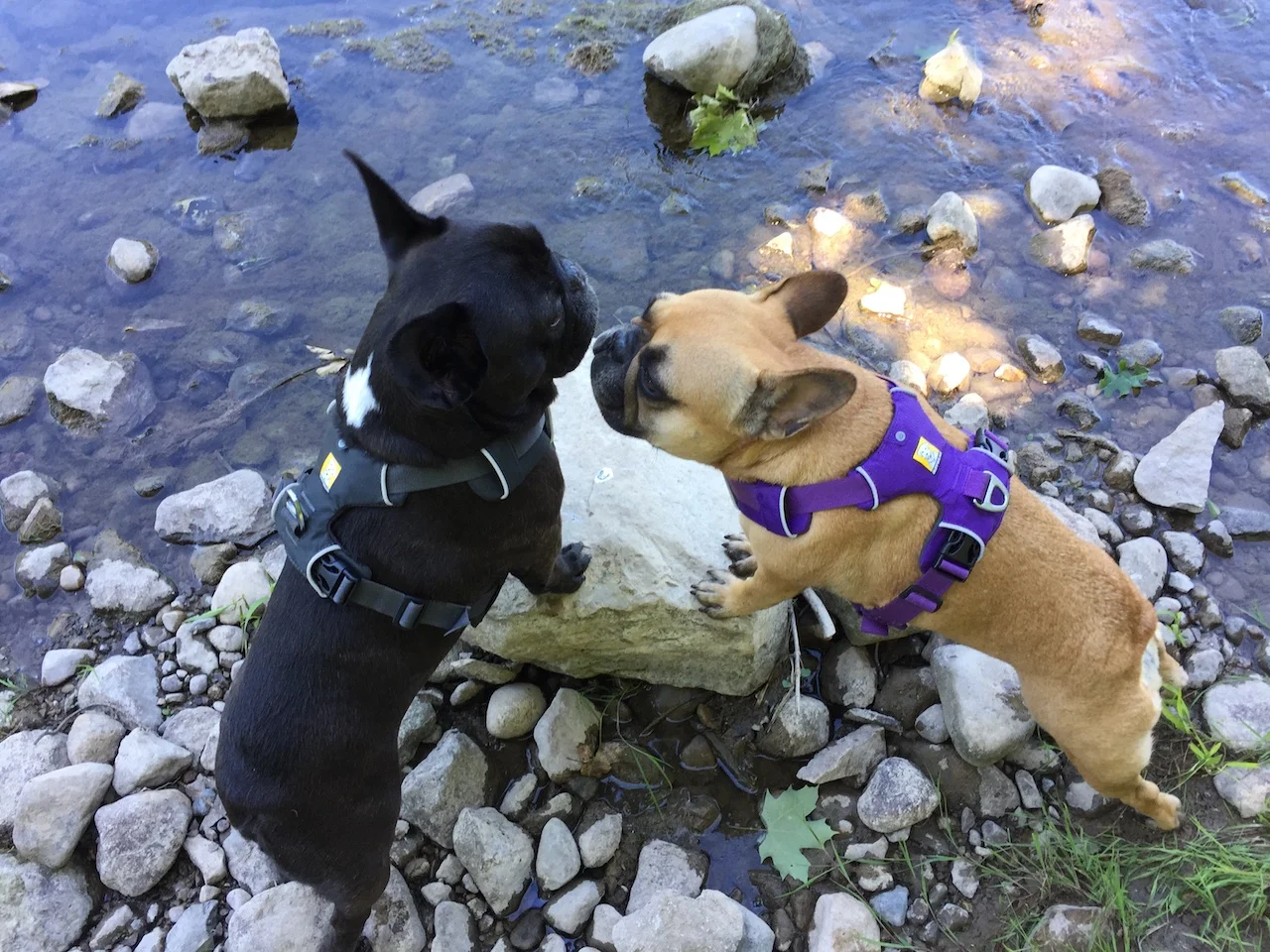 MONDAY MORNINGTIMES... HANGING OUT WITH MISTER RIVER!! (12 photos)