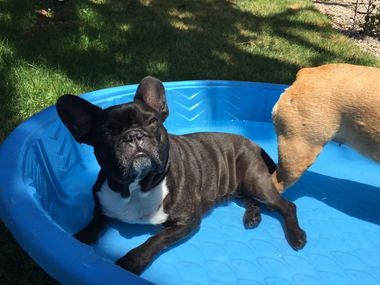 WEDNESDAY MORNINGTIMES... IN THE BLOO PUDDLEPOND!! (12 photos + 2 galleries)